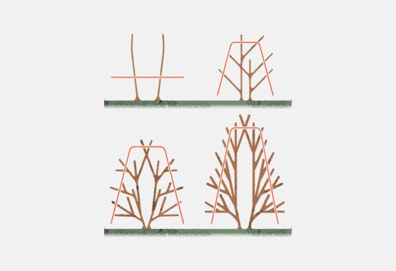 Deciduous hedges are often trimmed so that they become thinner upward