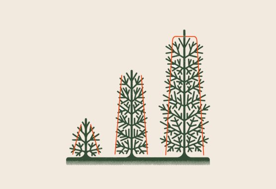 Pruning coniferous hedges during the growing phase is done in the spring
